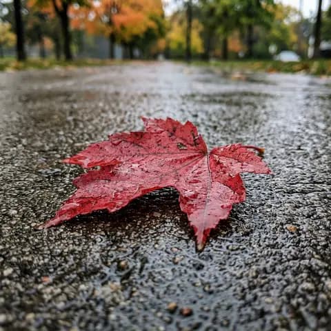A red maple leaf on a wet sidewalk